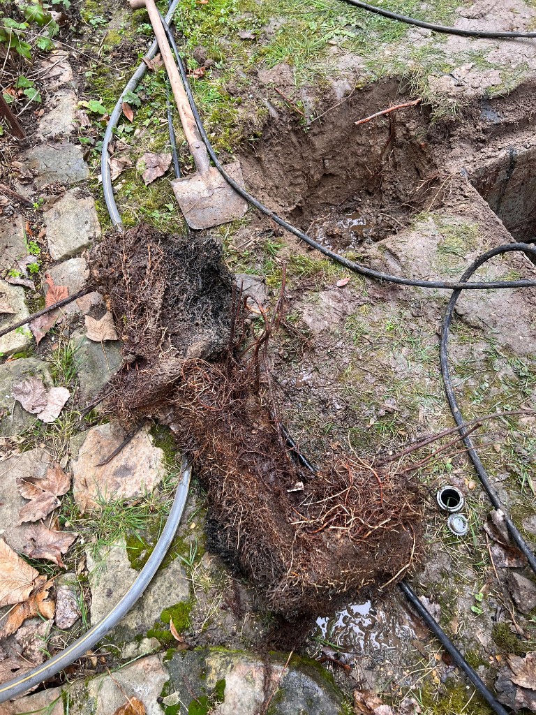 Racines d'arbre extraites d'une canalisation par Aqua Dégo Pro